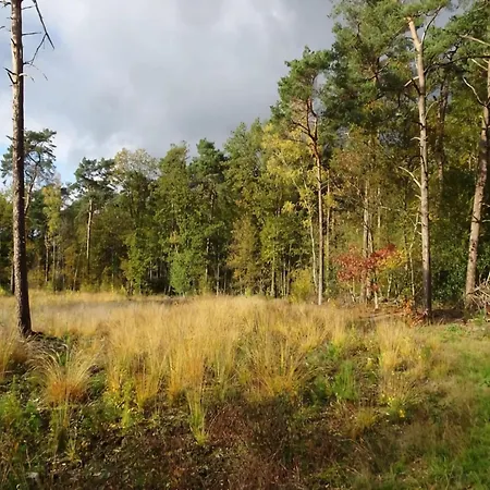 In Near Forest And Golf