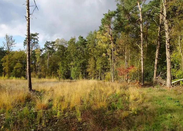 In Near Forest And Golf