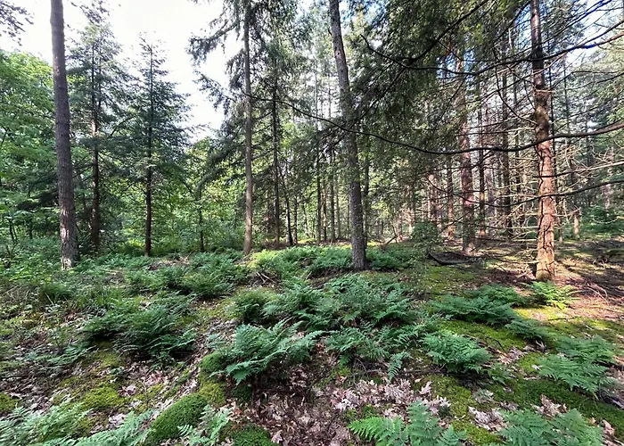 In Near Forest And Golf * Zelhem