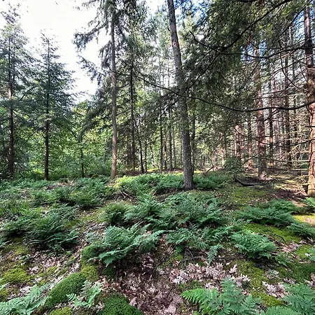 In Near Forest And Golf * Zelhem